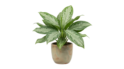 Aglaonema Christina