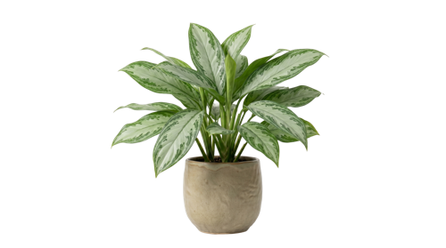 Aglaonema New Silver