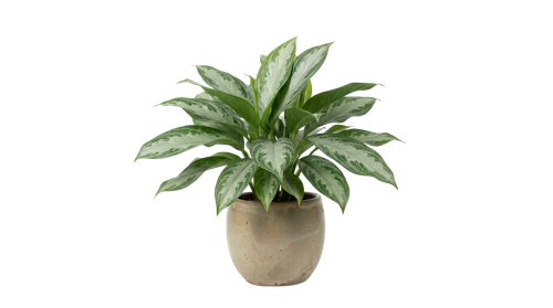 Aglaonema Silver Bay
