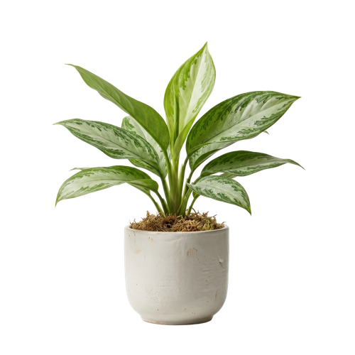 Aglaonema Snow White