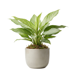 Aglaonema Super White