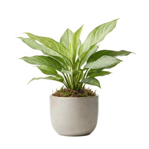 Aglaonema Super White