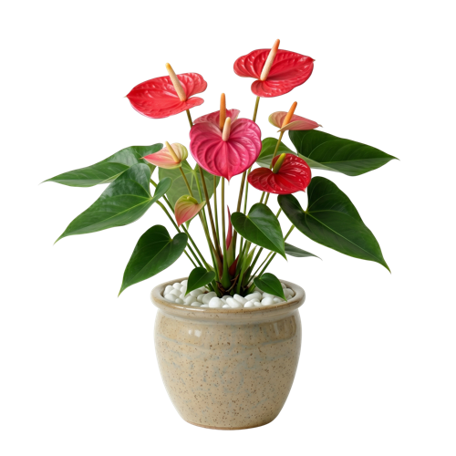 Anthurium Flowering