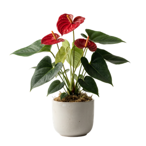 Anthurium