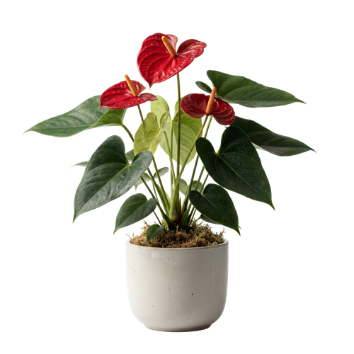 Anthurium