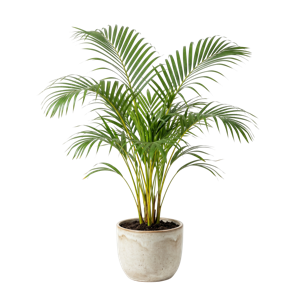 Areca Palm