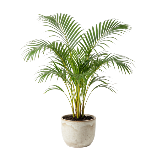 Areca Palm