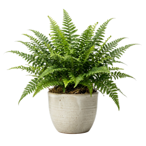 Boston Fern