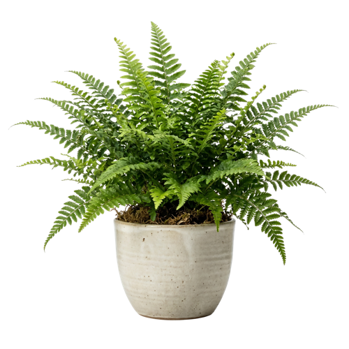 Boston Fern