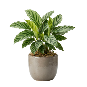 Calathea Freddie