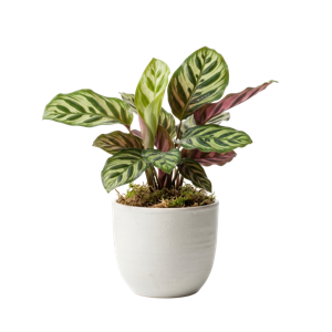 Calathea Roseopicta