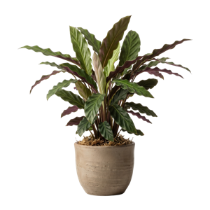 Calathea Rufibarba