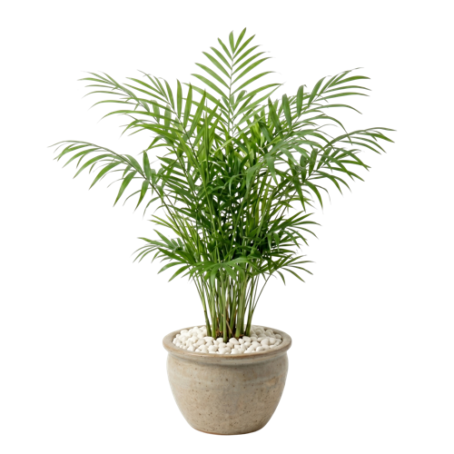 Chamaedorea Elegans
