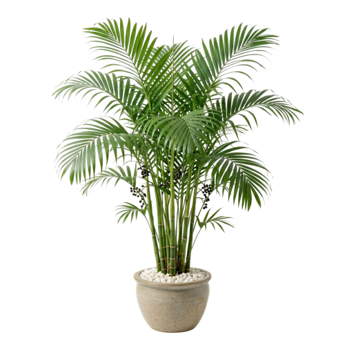 Chamaedorea Seifrizii