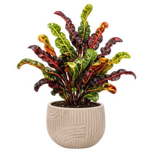 Croton Mammy