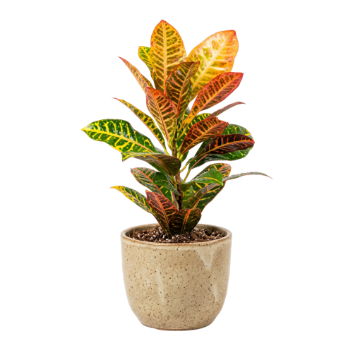 Croton Petra
