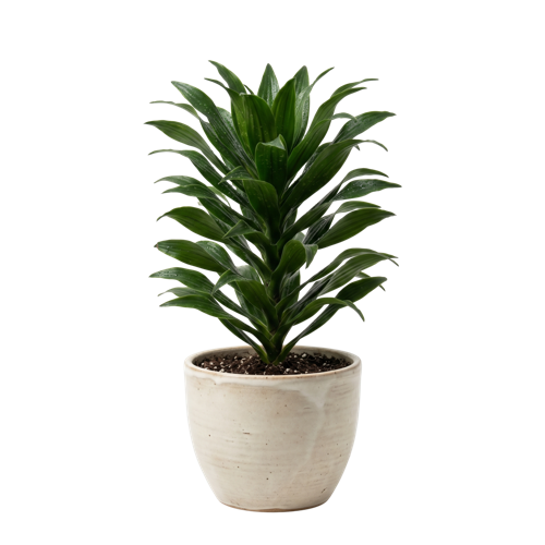 Dracaena Compacta