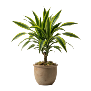 Dracaena Lemon Lime
