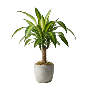 Dracaena Massangeana
