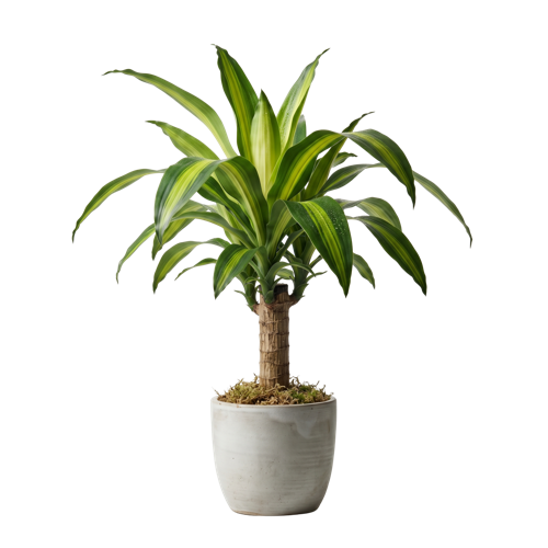 Dracaena Massangeana