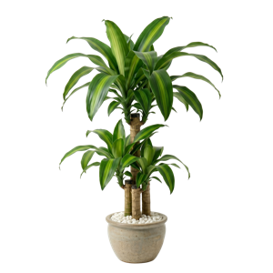 Dracaena Sengana