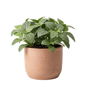 Fittonia