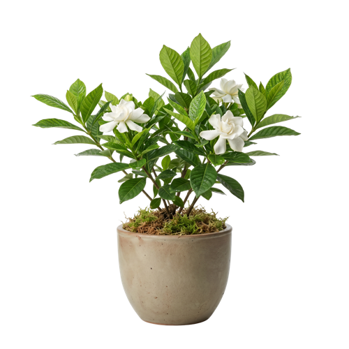 Gardenia