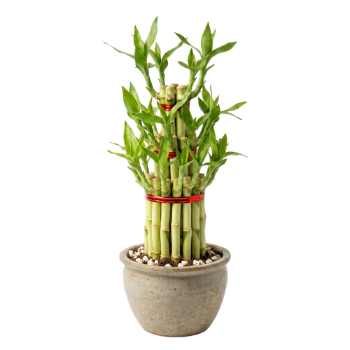 Lucky Bamboo