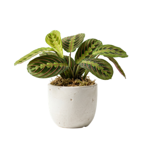 Maranta