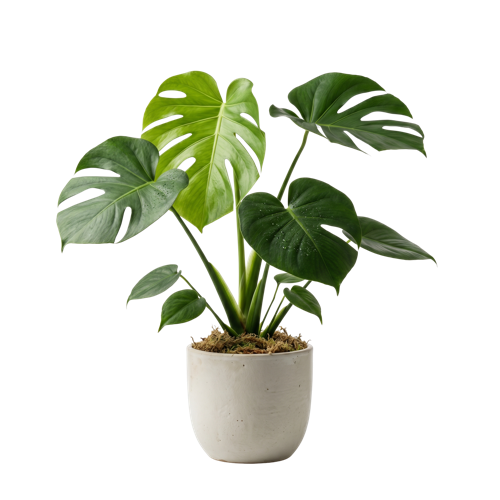 Monstera Deliciosa