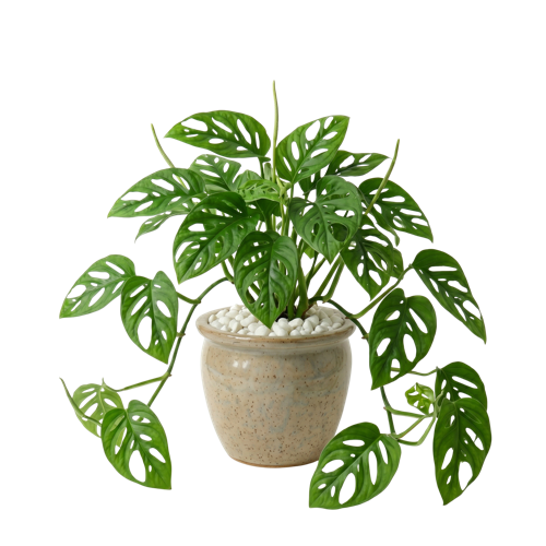 Monstera Monkey Mask