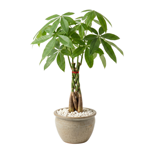 Pachira Aquatica
