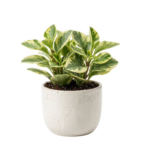 Peperomia