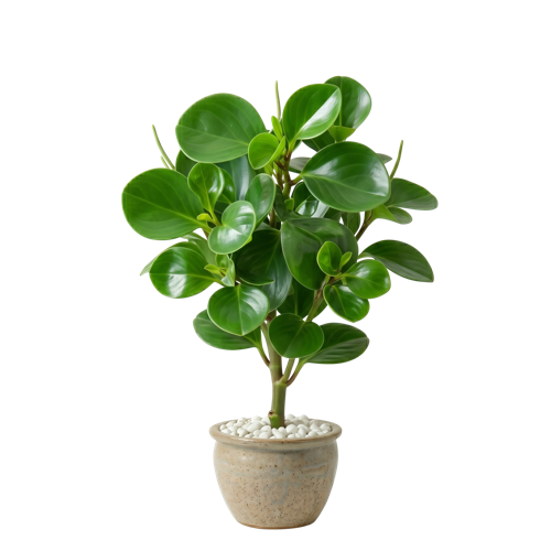 Peperomia Green