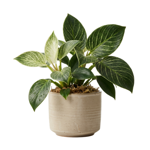 Philodendron Birkin