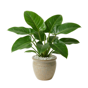 Philodendron Imperial Green
