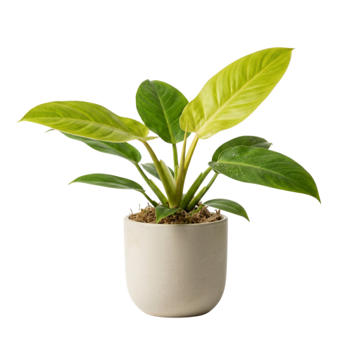Philodendron Imperial Lemon