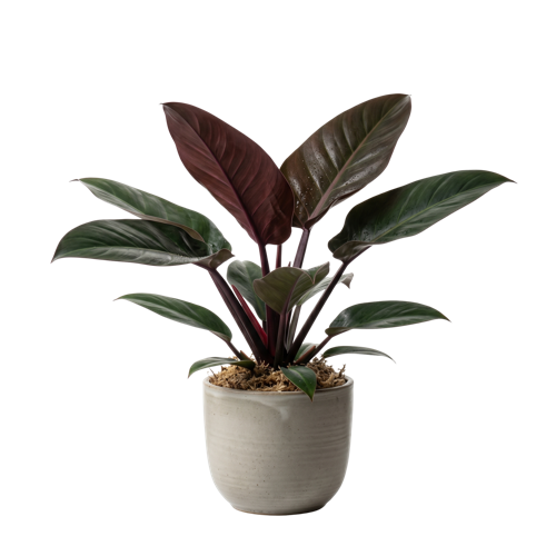 Philodendron Imperial Red