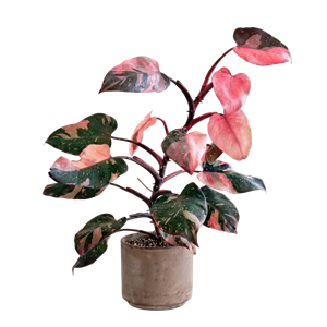 Philodendron Pink Princess