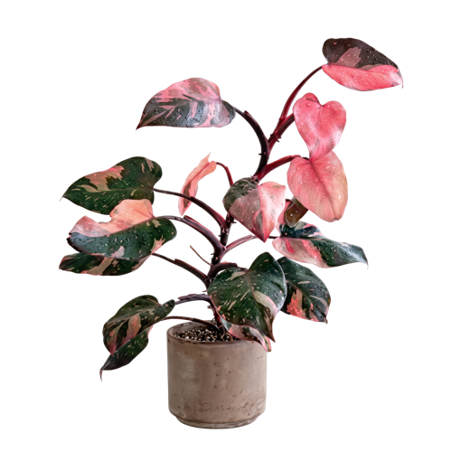 Philodendron Pink Princess