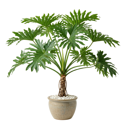 Philodendron Selloum