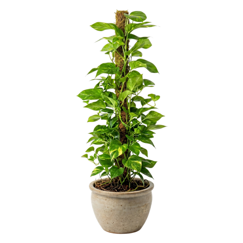 Philodendron Xanadu