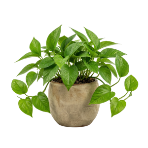 Pothos Green