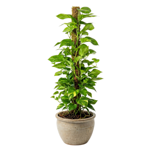Pothos Totem