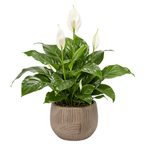 Spathiphyllum Bongo Bongo