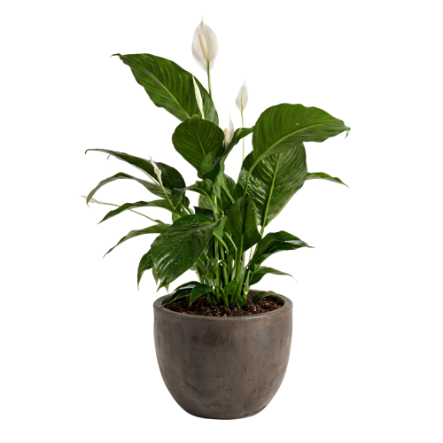 Spathiphyllum Loretto