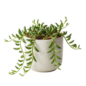 String of Bananas