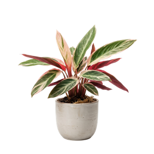 Stromanthe Triostar